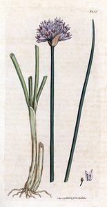 チャイブ (Allium schoenoprasum)。 ジェームズ・スミスの著書「English botanical」(1790-1814) のために、James Sowerby が植物図を手彩色した銅版画。 疲れ知らずの Sowerby (1757-1822) は、Smith Mammoth “English Bot” のために 2500 以上の植物を描きました。 作： James Sowerby
