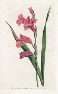 Common Glaieul - James Sowerby (1757-1822) によるリトグラフィー、William Curtis (1746-1799) の Botanical Magazine より