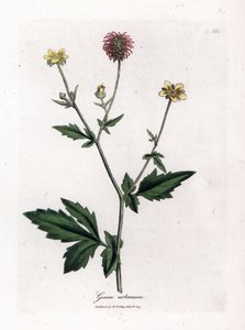 Saint Benoit の一般的な benoite または草 - Wood avens、Geum Urbanum。 ジェームズ・ソワービーによるウィリアム・ウッドビルの植物図とウィリアム・ジャクソン・フッカー卿の「「医療植物学」」、ジョン・ボーン、ロンドンの手彩色銅版画 作： James Sowerby