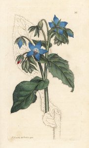 一般的なルリヂサ、Borago officinalis (Bourrache officinale) ジェームズ・スミスの英国植物学、ロンドンからのジェームズ・ソワービーによるイラストの後、手彩色の銅版彫刻 作： James Sowerby