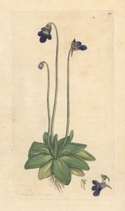 一般的なバターワート、Pinguicula vulgaris (grassette) ロンドンの James Smith