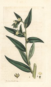 Common gromwell, Lithospermum officinale (Gremil officinal) ロンドンの James Smith