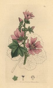 ゼニアオイ、マルバ シルベストリス 作： James Sowerby