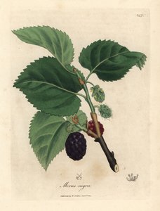 一般的な桑の木、Morus nigra 作： James Sowerby