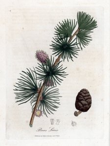 一般的なまたはヨーロッパの meleze - ヨーロッパのカラマツの木、Larix decidua。 ジェームズ・ソワービーによるウィリアム・ウッドビルの植物図とウィリアム・ジャクソン・フッカー卿の「「医療植物学」」、ジョン・ボーン、ロンドンの手彩色銅版画 作： James Sowerby
