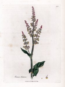 一般的な oseillle または大きなスイバ - 庭のスイバ、Rumex acetosa。 ジェームズ・ソワービーによるウィリアム・ウッドビルの植物図とウィリアム・ジャクソン・フッカー卿の「「医学植物学」」、ジョン・ボーン、ロンドンの手彩色の銅版画 作： James Sowerby
