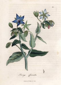 公定のルリジサ。 Botanique Medicinale の James Sowerby (1757-1822) による素描からの手彩色の銅版画 作： James Sowerby