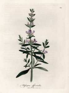 公定ヒソップ。 Botanique Medicinale の James Sowerby (1757-1822) による素描からの手彩色の銅版画 作： James Sowerby