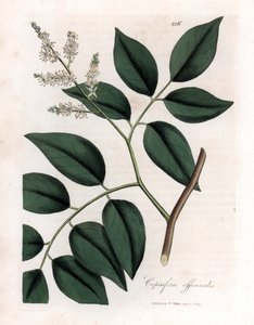 Copaier - Copaiva のバルサム、Copaifera officinalis。 ジェームズ・ソワービーによるウィリアム・ウッドビルの植物図とウィリアム・ジャクソン・フッカー卿の「「医学植物学」」、ジョン・ボーン、ロンドンの手彩色の銅版画