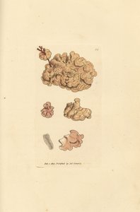 サンゴ種、Corallina auriculariaeformis。 (サボテンの珊瑚、Halimedia opuntia?) The British Miscellany の James Sowerby による手彩色の銅版画、または新しい、珍しい、またはほとんど知られていない動物の色付きの図。