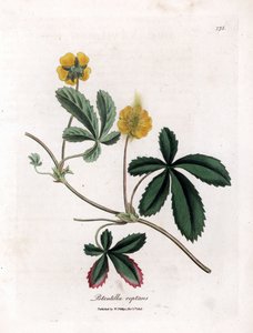 忍び寄るシンクフォイルまたはクインテフィーユ - 一般的なシンクフォイル、Potentilla reptans。 ジェームズ・ソワービーによるウィリアム・ウッドビルの植物図とウィリアム・ジャクソン・フッカー卿の「「医学植物学」」、ジョン・ボーン、ロンドンの手彩色の銅版画