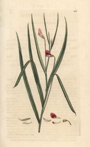 深紅のグラスベッチ、Lathyrus nissolia。 James Smith
