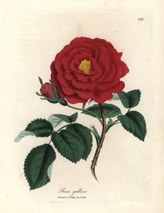真紅のオフィシナル ローズ、ローザ ガリカ 作： James Sowerby