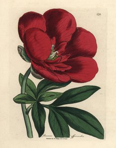 深紅の牡丹、芍薬 作： James Sowerby