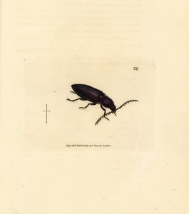 Ctenicera cuprea カブトムシ (Elater chalybeus)。 The British Miscellany の James Sowerby による手彩色の銅版画、または新しい、珍しい、またはほとんど知られていない動物の色付きの図。 作： James Sowerby