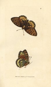 濃い緑色のバイモ、Argynnis aglaia (シャーロット バタフライ、アゲハ charlotta)。 The British Miscellany の James Sowerby による手彩色の銅版画、または新しい、珍しい、またはほとんど知られていない動物の色付きの図。