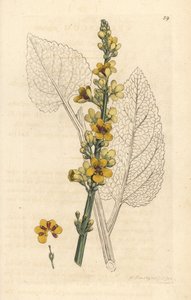 ダークモウズイカ、Verbasum nigrum (black molene) ロンドンの James Smith