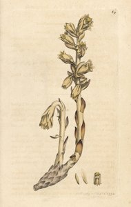オランダのパイプ、Monotropa hypopitys (黄色い鳥の巣、Monotropa hypopithys) (Aristoloche) ロンドンの James Smith