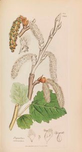 英国の植物学、1790-1800。 作： James Sowerby