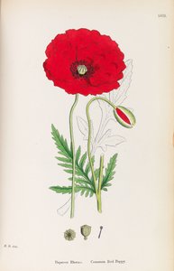 英国の植物学、1790-1800。 作： James Sowerby