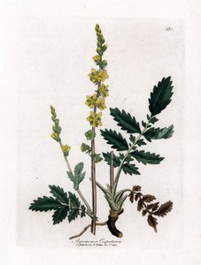 Eupatory サワー - アグリモニー、アグリモニア eupatoria。 ジェームズ・ソワービーによるウィリアム・ウッドビルの植物図とウィリアム・ジャクソン・フッカー卿の「「医学植物学」」、ジョン・ボーン、ロンドンの手彩色の銅版画 作： James Sowerby