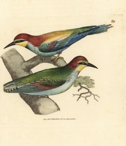 ヨーロッパハチクイ、Merops apiaster。 男性と女性。 The British Miscellany の James Sowerby による手彩色の銅版画、または新しい、珍しい、またはほとんど知られていない動物の彩色された図。 作： James Sowerby