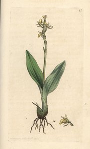 フェン蘭、Liparis loeselii (ドワーフ オフリス、オフリス loeselii)。 James Smith