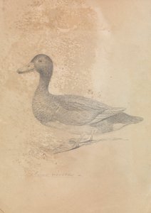 鉄のアヒル 作： James Sowerby