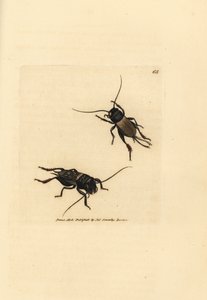 コオロギ、Gryllus campestris (Accheta campestris)。 The British Miscellany の James Sowerby による手彩色の銅版画、または新しい、珍しい、またはほとんど知られていない動物の彩色された図。 作： James Sowerby
