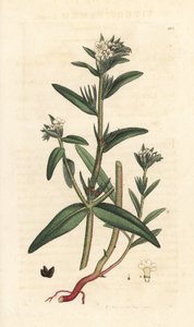 Field gromwell, Buglossoides arvensis (Lithospermum arvense) (Gremil des champs) James Smith