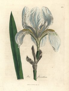 フィレンツェの虹、フィレンツェの虹 作： James Sowerby