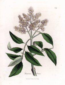 開花灰の木、Fraxinus ornus。 ジェームズ・ソワービーによるウィリアム・ウッドビルの植物図とウィリアム・ジャクソン・フッカー卿の「「医学植物学」」、ジョン・ボーン、ロンドンの手彩色の銅版画 作： James Sowerby