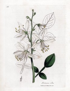 Fraxinelle - 白い fraxinella またはバサード dittany、Dictamnus アルバス。 ウィリアム・ウッドヴィルのジェームス・ソワービーによる植物のイラストからの手彩色の銅版画とウィリアム・ジャクソン・フッカー卿の「「医学植物学」」、ジョン・ボーン、ロンドン