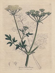揚げパセリ (Apium petroselinum)。 James Sowerby によるイラストからの手彩色の銅版画。 ウィリアム・ウッドヴィルとサー・ウィリアム・ジャクソン・フッカーの本「「植物の薬」」からの抜粋 1832. 疲れ知らずのソワービー (1757-1822)