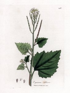 ガーリック マスタード、Alliaria petiolata。 ジェームズ・ソワービーによるウィリアム・ウッドビルの植物図とウィリアム・ジャクソン・フッカー卿の「「医学植物学」」、ジョン・ボーン、ロンドンの手彩色の銅版画 作： James Sowerby