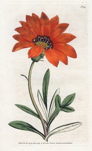 ガザニア (ガザニア) 急勾配 - James Sowerby (1757-1822) によるリトグラフィー、William Curtis