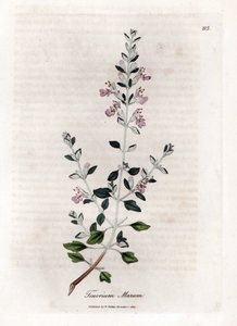 Germandree marum または猫の germandree - 猫のタイム、Teucrium marum。 ウィリアム・ウッドヴィルのジェームス・ソワービーによる植物のイラストからの手彩色の銅版画とウィリアム・ジャクソン・フッカー卿の「「医学植物学」」、ジョン・ボーン、ロンドン 作： James Sowerby