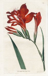 Glaieul cardinal - James Sowerby (1757-1822) によるリトグラフィー、William Curtis (1746-1799) による Botanical Magazine より 作： James Sowerby