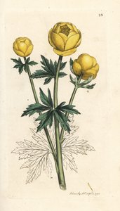 地球の花、Trollius europaeus。 James Smith