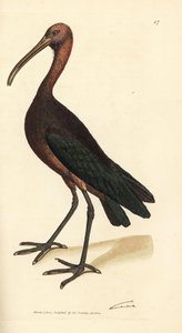 光沢のあるトキ、Plegadis falcinellus (湾イビス、Tantalus falcinellus)。 The British Miscellany の James Sowerby による手彩色の銅版画、または新しい、珍しい、またはほとんど知られていない動物の色付きの図。 作： James Sowerby