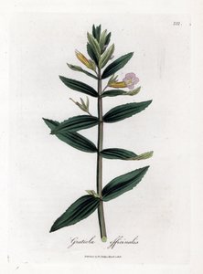 Gratiole officinale - ヘッジヒソップ、Gratiola officinalis。 ジェームズ・ソワービーによるウィリアム・ウッドビルの植物図とウィリアム・ジャクソン・フッカー卿の「「医療植物学」」、ジョン・ボーン、ロンドンの手彩色銅版画