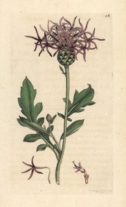 ヤグルマギク、Centaurea scabiosa (Centauree scabieuse) ロンドンの James Smith