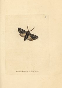 緑ぶちドット蛾、バレリア oleagina (Phalaena Bombyx oleagina)。 The British Miscellany の James Sowerby による手彩色の銅版画、または新しい、珍しい、またはほとんど知られていない動物の彩色された図。 作： James Sowerby