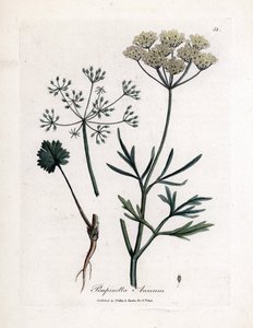 グリーンアニス (Pimpinella anisum)。 James Sowerby によるイラストからの手彩色の銅版画。 ウィリアム・ウッドヴィルとサー・ウィリアム・ジャクソン・フッカーの著書「「薬用植物」」（1832 年）からの抜粋。 作： James Sowerby