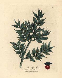 緑の花の肉屋のほうき、Ruscus aculeatus 作： James Sowerby