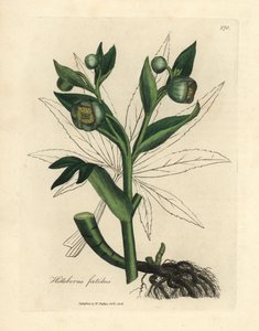 緑の花の悪臭を放つヘレボルスまたはクマの足、Helleborus foetidus 作： James Sowerby