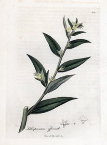 Gremil オフィシナルまたはパール グラス - Gromwell、Lithospermum officinale。 ジェームズ・ソワービーによるウィリアム・ウッドビルの植物図とウィリアム・ジャクソン・フッカー卿の「「医療植物学」」、ジョン・ボーン、ロンドンの手彩色銅版画