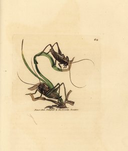 灰色のブッシュ クリケット、Platycleis grisea (灰色イナゴ、イナゴ grisea)。 The British Miscellany の James Sowerby による手彩色の銅版画、または新しい、珍しい、またはほとんど知られていない動物の彩色された図。 作： James Sowerby