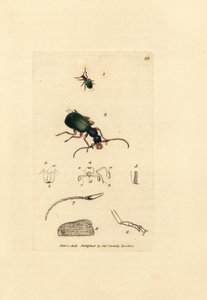 オサムシ、Drypta dentata (Golden-mouthed carabus、Carabus chrysostomos)。 The British Miscellany の James Sowerby による手彩色の銅版画、または新しい、珍しい、またはほとんど知られていない動物の色付きの図。 作： James Sowerby