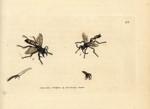 毛むくじゃらのサンドワスプ、ポダロニア ヒルスタ (Ammophila hirsuta)。 The British Miscellany の James Sowerby による手彩色の銅版画、または新しい、珍しい、またはほとんど知られていない動物の色付きの図。 作： James Sowerby